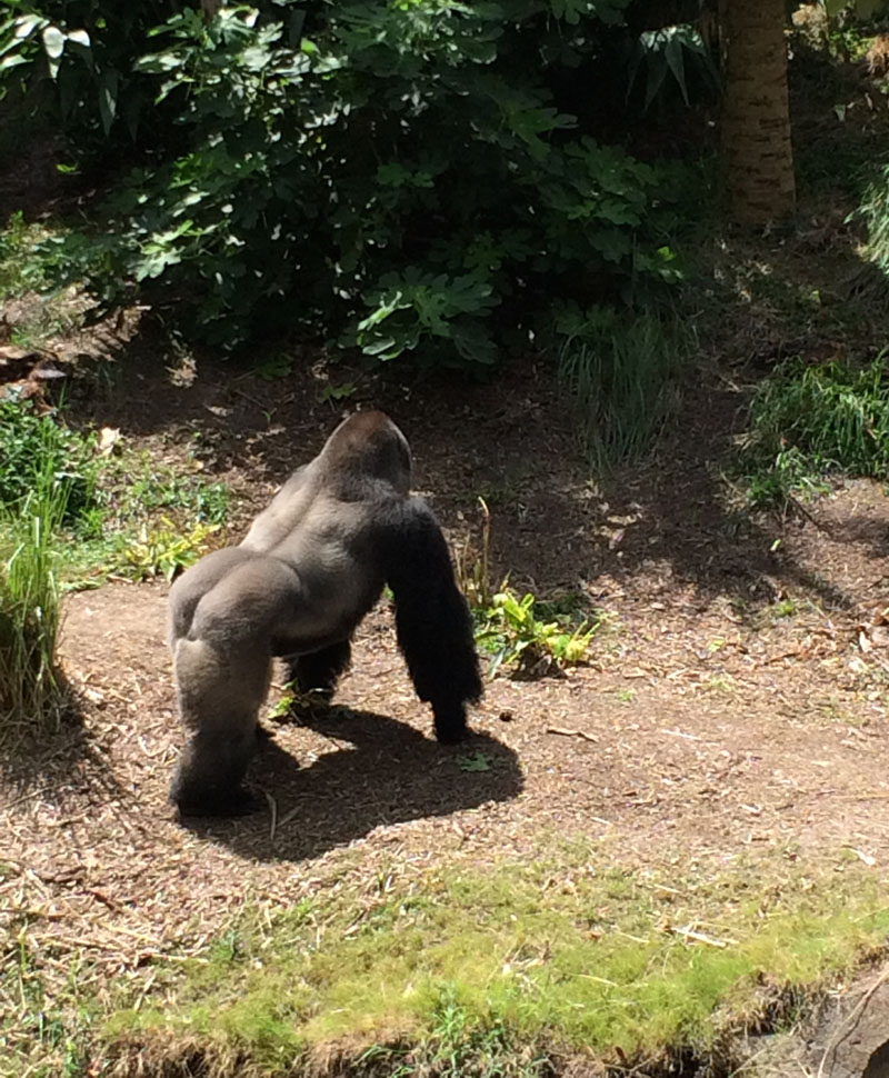 Swinging into Monkey Day - The Houston Zoo