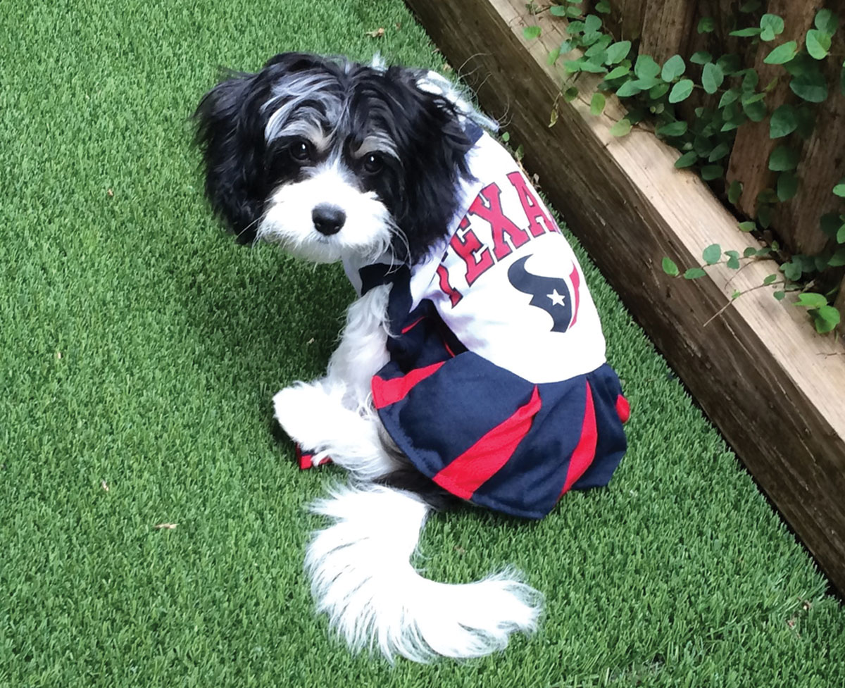 Patriots cheerleader clearance dog costume