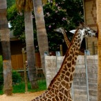 Buzz interns loved learning about the giraffes.