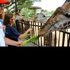 Alex Daily enjoying the giraffes.