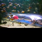 Interns Mark and Jacob crawled through the clear tube that went through the piranha exhibit. Luckily, they got out before the herd of shouting children came running through the tunnel.