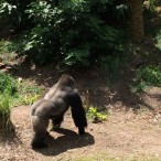 Male Gorilla Chaka