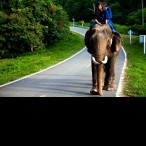 Gabi and her elephant, Plai Thong, in Lampang, Thailand on her 2013 trip.