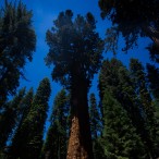 Sequoia National Park: General Sherman