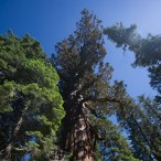 Sequoia National Park: Grizzly Giant