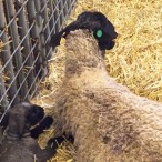 Ewe and newborn lamb