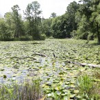 Meadow Pond