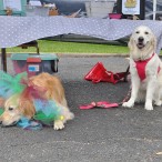 Golden Beginnings Golden Retriever Rescue