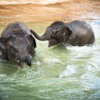 Houston Zoo