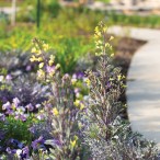 Susan Garver Family Discovery Garden