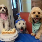 Dog Birthday