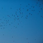 Mexican free-tailed bats