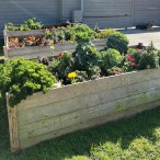 raised beds