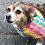Dog wearing Peeps scarf