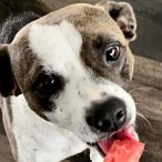 Dog eating watermelon