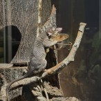 possum 