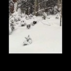 Dogs Playing in the Snow