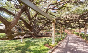 Oak Trees