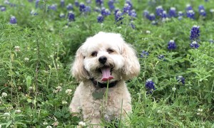 Birdie in the bluebonnets