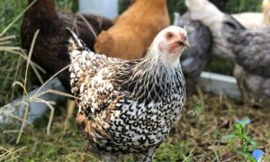 Chickens at Awty