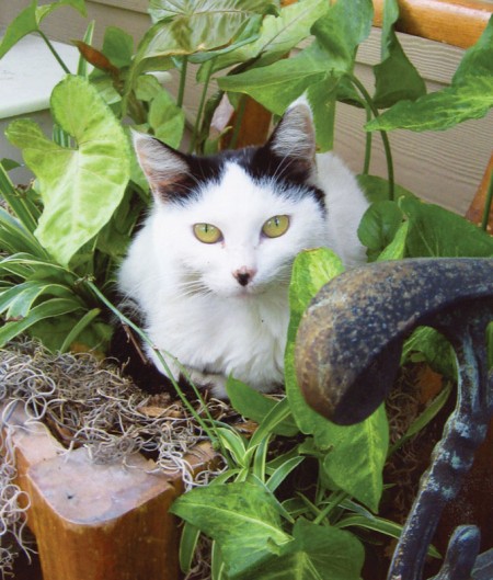 Kitty Cat Cramer