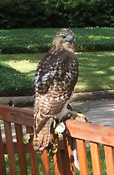 Peregrine Falcon on Tanglewood Boulevard