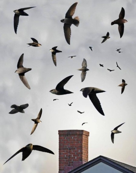 Chimney Swifts Chimney Swifts