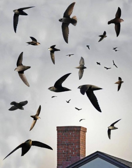 Chimney Swifts