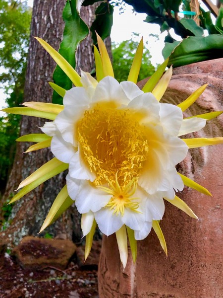 Dragon Fruit flowers