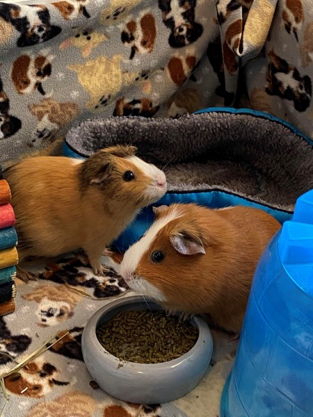 Guinea pigs