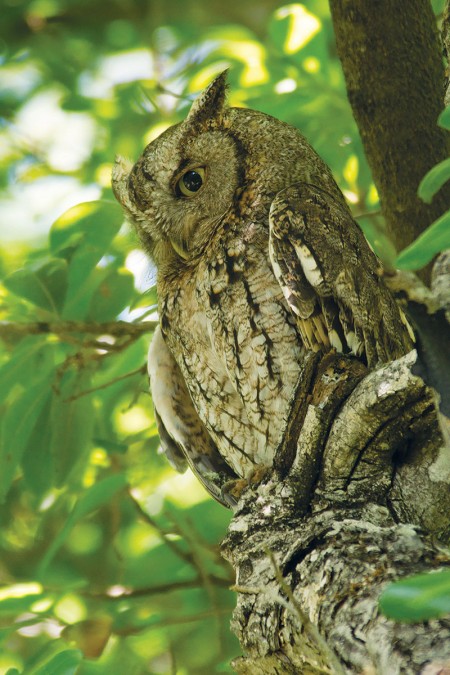 screech owl