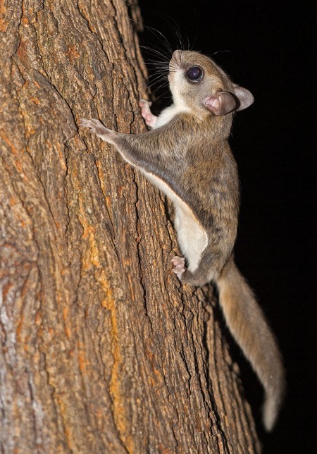 flying squirrel