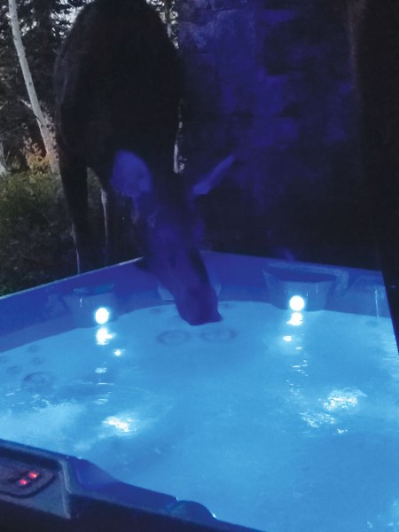 A friendly neighborhood moose drops by for a sip of the hot tub