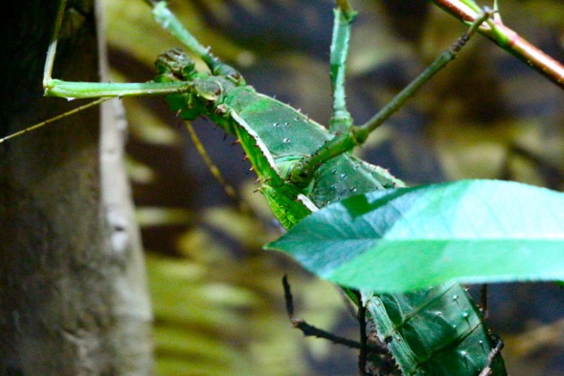 At first glance, this may look like a leaf, but it’s actually an insect carefully camouflaged into its surrounding.