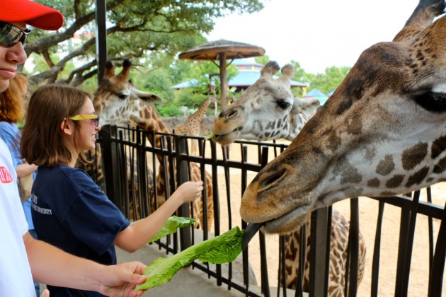 Alex Daily enjoying the giraffes.