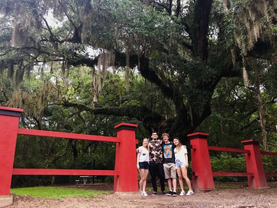 Cleveland Oak in Jungle Gardens