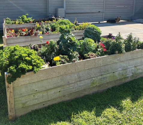 raised beds