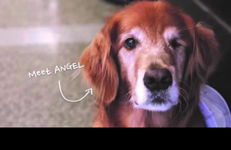 Houston's official therapy dog, Angel