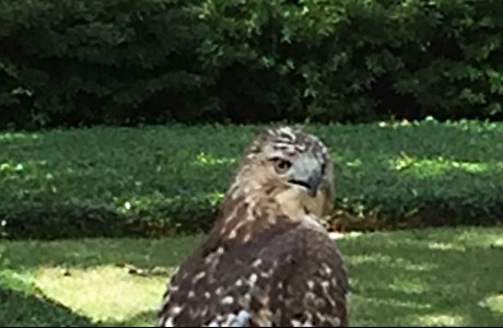 Red-Tailed Hawk on Tanglewood Boulevard
