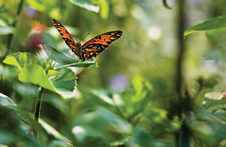 Butterfly in Deep Green.