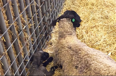 Ewe and newborn lamb