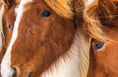 Icelandic Horses