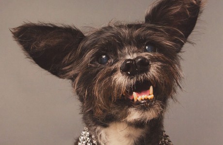 Rat terrier poodle shop mix