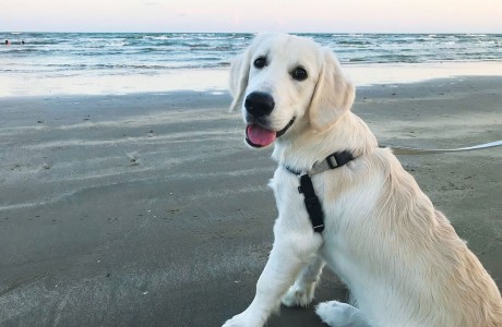 Shore english discount cream retrievers