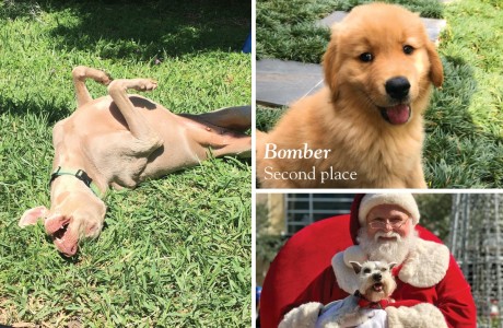 2019 Pet of the Year Contest Winners