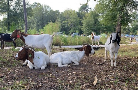 Goats Grazing