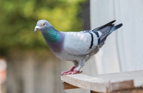 MAD SKILLS This “racing homer” pigeon