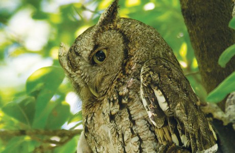 screech owl