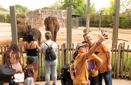 elephants at zoo