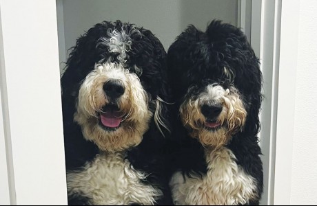 Tripp and Tully